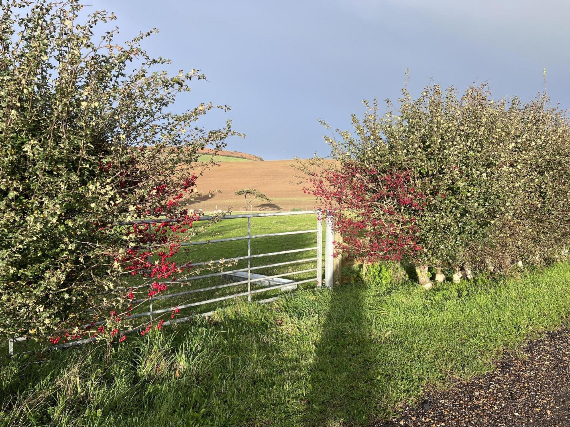 Bike Shed - Beautiful 1-Bed Cottage In Shorwell Экстерьер фото